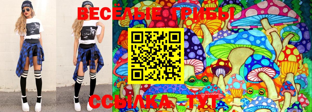 Кингисепп  Псилоцибиновые грибы Cubensis  Вход с VPN 